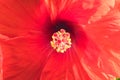 Red Hibiscus rosa-sinensis flower. Malaysia national flower Royalty Free Stock Photo