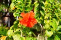 Red Hibiscus rosa-sinensis flower Royalty Free Stock Photo