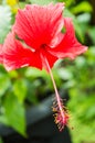 Red HIbiscus Rosa Sinensis with green blurred backgournd