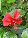 Red Hibiscus rosa-sinensis, known colloquially as Chinese hibiscus, China rose, Hawaiian hibiscus, rose mallow and shoeblackplant Royalty Free Stock Photo