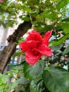 Red Hibiscus rosa-sinensis, known colloquially as Chinese hibiscus, China rose, Hawaiian hibiscus, rose mallow and shoeblackplant Royalty Free Stock Photo