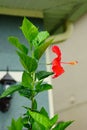 Hibiscus rosa-sinensis tree and flower Royalty Free Stock Photo