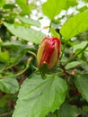Red hibiscus rosasinensis still in bud Royalty Free Stock Photo