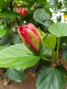 Red hibiscus rosasinensis still in bud Royalty Free Stock Photo