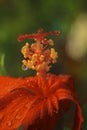 Red hibiscus Royalty Free Stock Photo