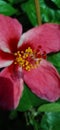 Red hibiscus, shoe flowe or Chinese rose