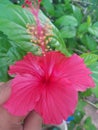 Red Hibiscus shot close up