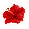 Red hibiscus simple vector