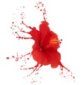 Red hibiscus with splashes Royalty Free Stock Photo