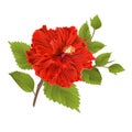 Red hibiscus stem tropical flower on a white background vintage vector