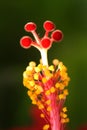 Red hibiscus stigma