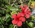 Red Hibiscus Tree In Bloom Flowers In Greece