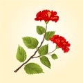 Red hibiscus tropical flower vector