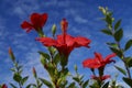 Red Hibiscus tropical flowers Royalty Free Stock Photo