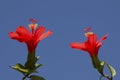 Red Hibiscus Royalty Free Stock Photo