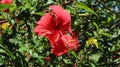 Red hibiscus is used for hibiscus tea, hibiscus flower petals are also used for polishing shoes Royalty Free Stock Photo