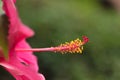 Red hibiscus. Very beautiful tropical flower a hibiscus with a long pestle