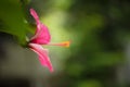 Red hibiscus. Very beautiful tropical flower a hibiscus with a long pestle Royalty Free Stock Photo