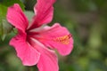 Red hibiscus. Very beautiful tropical flower a hibiscus with a long pestle Royalty Free Stock Photo