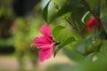 Red hibiscus. Very beautiful tropical flower a hibiscus with a long pestle Royalty Free Stock Photo