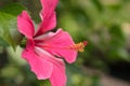 Red hibiscus. Very beautiful tropical flower a hibiscus with a long pestle Royalty Free Stock Photo