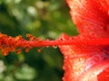 A close-up of a red hibiscus flower with water drops, red flower with dew drops on it, rain drops on red hibiscus Royalty Free Stock Photo