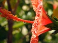 A close-up of a red hibiscus flower with water drops, red flower with dew drops on it, rain drops on red hibiscus Royalty Free Stock Photo