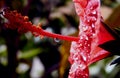 A close-up of a red hibiscus flower with water drops, red flower with dew drops on it, rain drops on red hibiscus Royalty Free Stock Photo