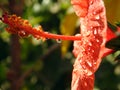 A close-up of a red hibiscus flower with water drops, red flower with dew drops on it, rain drops on red hibiscus Royalty Free Stock Photo