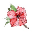 Red hibiscus watercolor illustration. Hand drawn exotic tropical blooming flower with green leaves and buds. Paradise scarlet herb Royalty Free Stock Photo