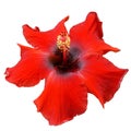 Red Hibiscus on white background with path Royalty Free Stock Photo