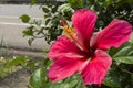 Red hibiscus on a white ground in the garden.