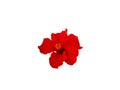 Red Hibiscus & x28;China rose& x29; Royalty Free Stock Photo