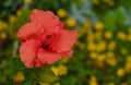 Red hibiscus with yellow background