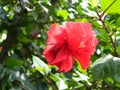 Red Hibisicus Royalty Free Stock Photo