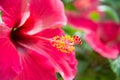 Red hibiskus Royalty Free Stock Photo