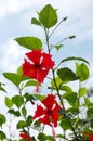 Red hibuscus Royalty Free Stock Photo