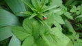 Red hiding bug on pollen leaves