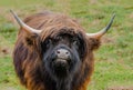 Red Highland Bull Royalty Free Stock Photo