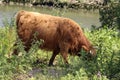 Red Highland cow with a calf at the Eiland van Brienenoord Royalty Free Stock Photo