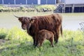 Red Highland cow with a calf at the Eiland van Brienenoord Royalty Free Stock Photo