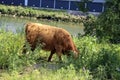 Red Highland cow with a calf at the Eiland van Brienenoord Royalty Free Stock Photo