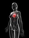 Red highlighted femaleÃÂ´s heart Royalty Free Stock Photo