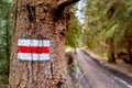 Red hiking trail sign painted on a tree in forest with forest path in the background Royalty Free Stock Photo