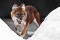 Red Himalayan wolf among the snow-wilder Asian animal of the dog family is the red wolf red dog Royalty Free Stock Photo