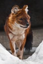 Red Himalayan wolf among the snow-wilder Asian animal of the dog family is the red wolf red dog Royalty Free Stock Photo