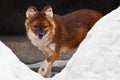 Red Himalayan wolf among the snow-wilder Asian animal of the dog family is the red wolf red dog Royalty Free Stock Photo