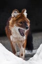 Red Himalayan wolf among the snow-wilder Asian animal of the dog family is the red wolf red dog Royalty Free Stock Photo