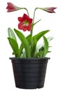 Red hippeastrum or amaryllis flower in black plastic pot isolated on white background. Royalty Free Stock Photo