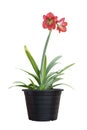 Red hippeastrum or amaryllis flower in black plastic pot isolated on white background. Royalty Free Stock Photo